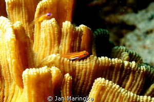 blenny on hard coral by Jan Maringka 